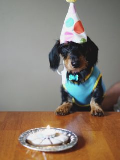 photo of birthday pup by Natasha Fernandez of Pexels