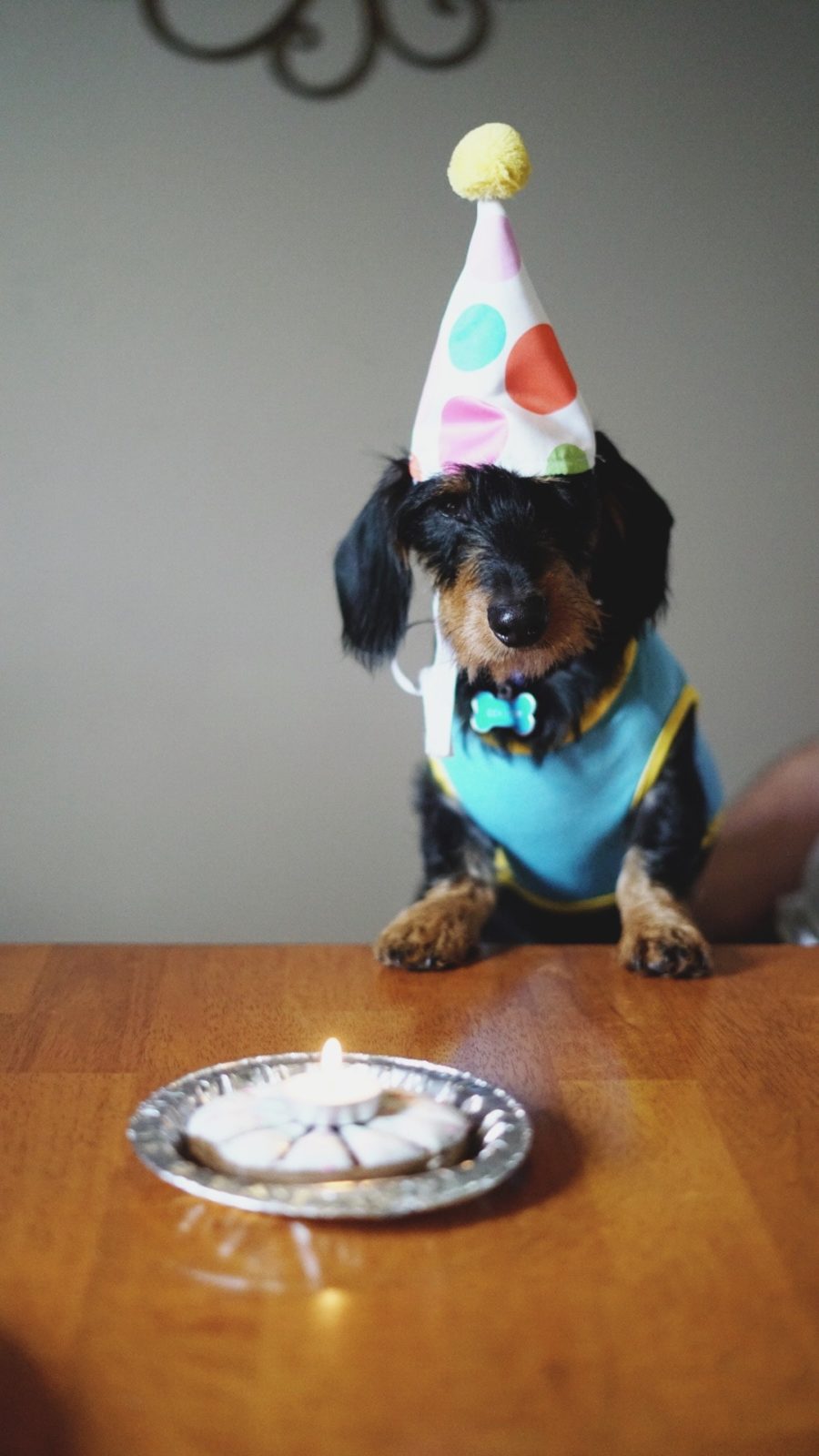 photo of birthday pup by Natasha Fernandez of Pexels